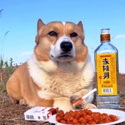 Til Solana wallet profile