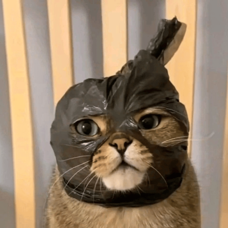 BAGCAT