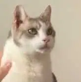 87