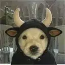 BULLCHUA