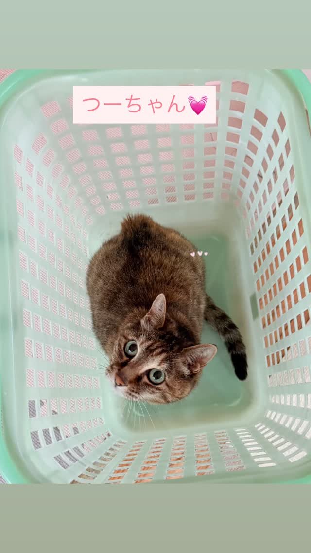津