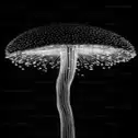 FUNGI