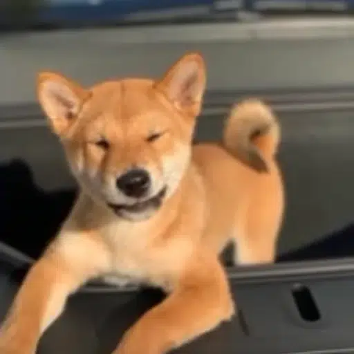 FLOKI