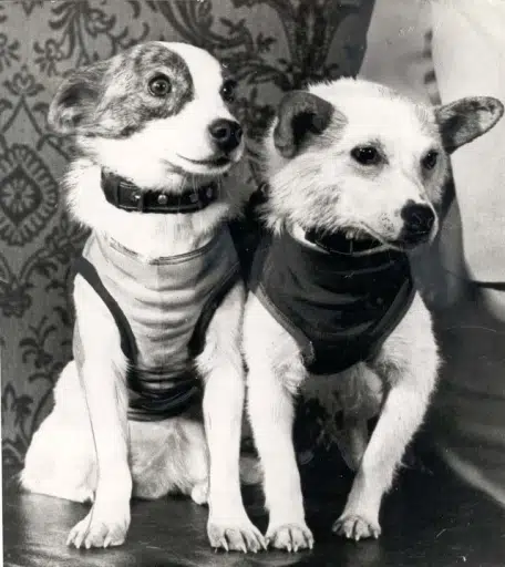 SpaceDogs