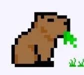 Capybara
