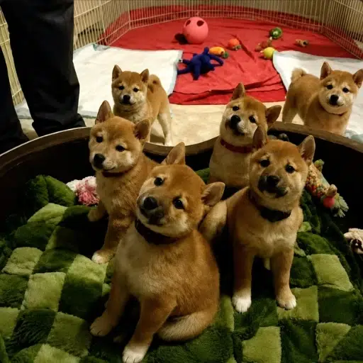 SHIBSIX