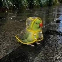 birb
