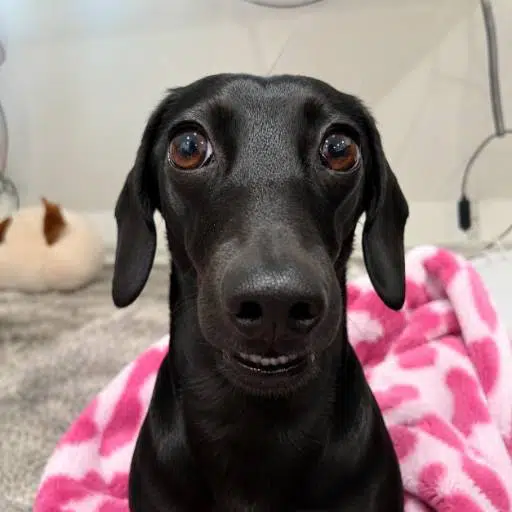 Gia