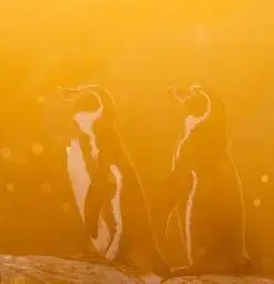 Humboldt