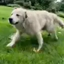 GOOSE