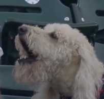 FOMODOG