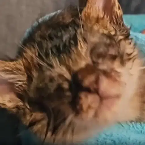 ヒロミ