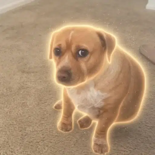 CASHEW