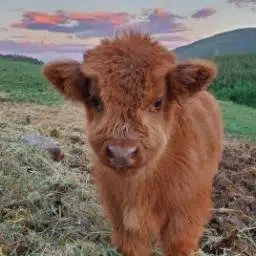 chuck