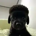 niggy