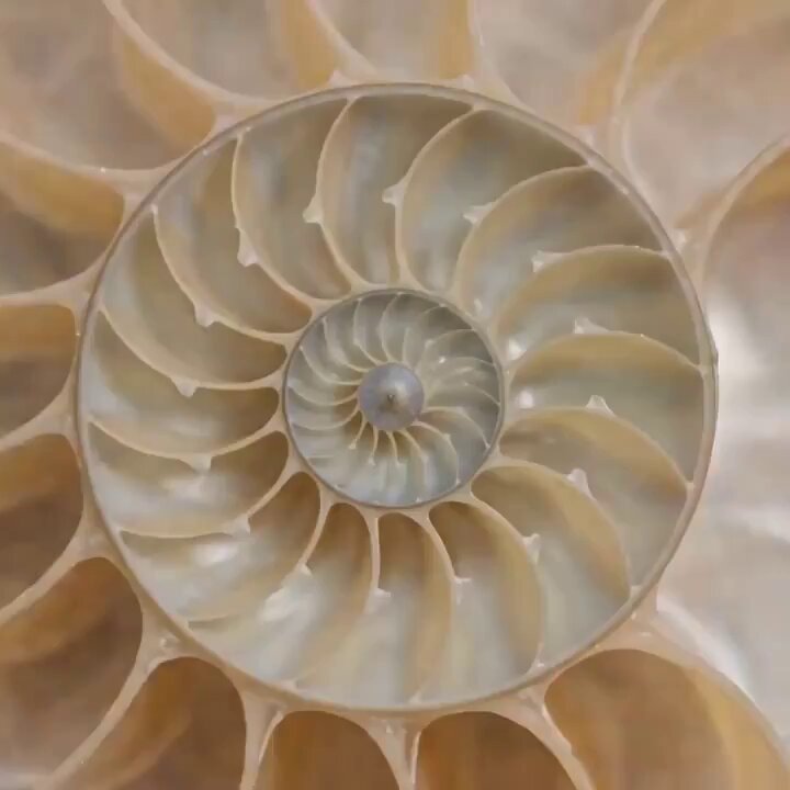 OMNI
