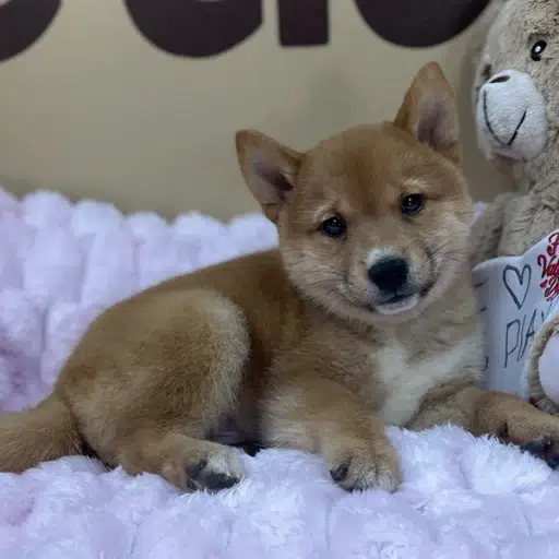Akira