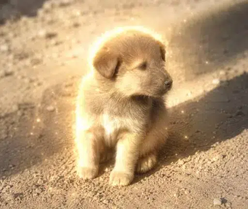 Smol