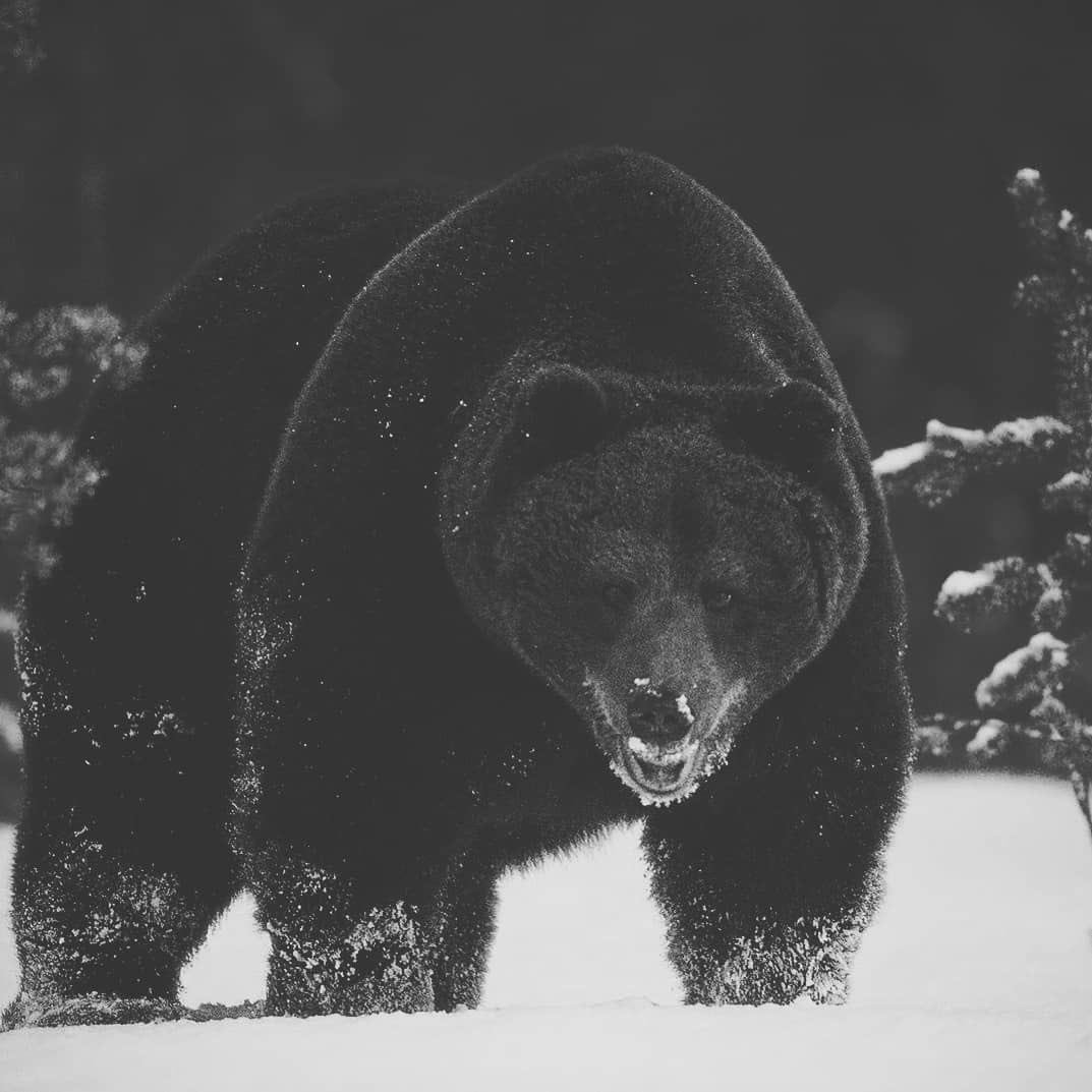 bear