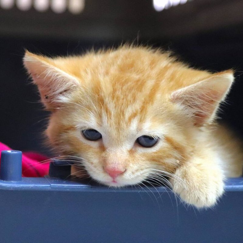 SIMBA
