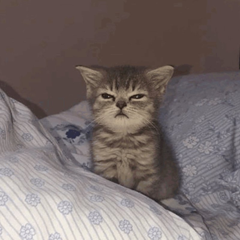 miso