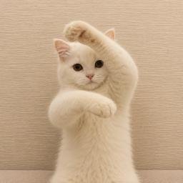 woahcat