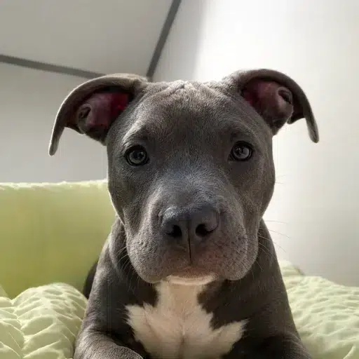 BULLY