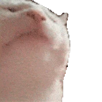 CatJAM