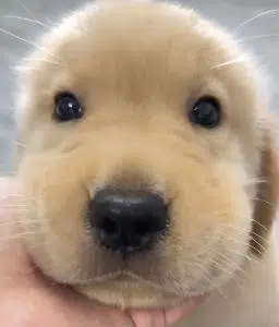 富贵