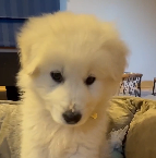 BENJI logo