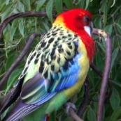 Rosellas