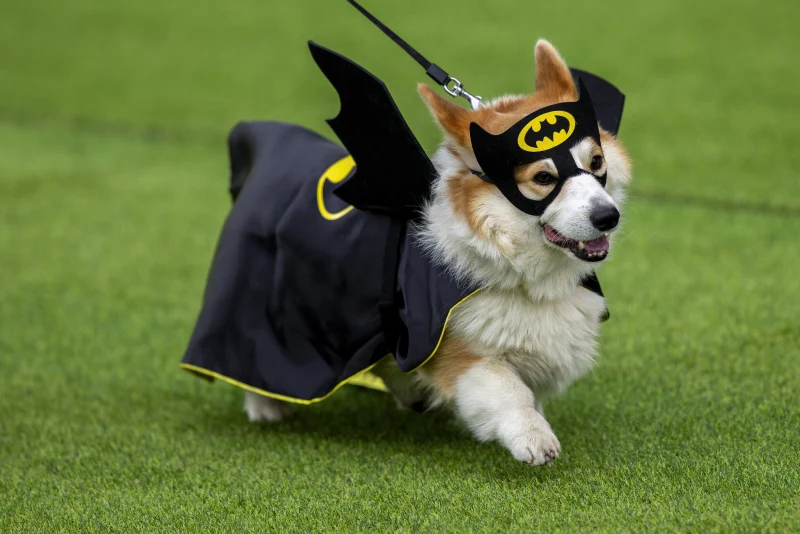 Corgi