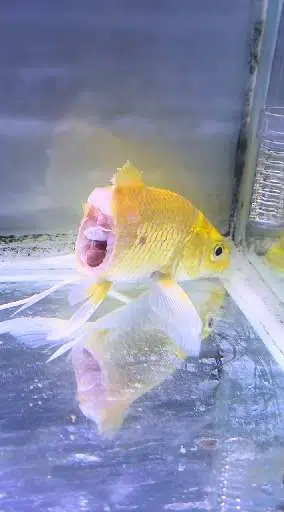 FIH