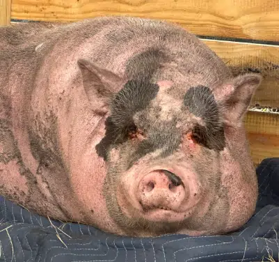 Waddles
