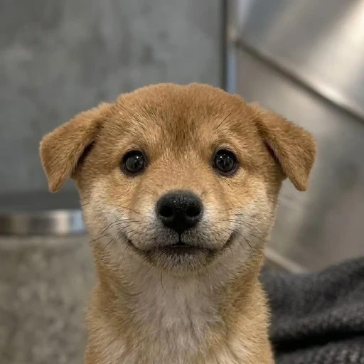 pfp