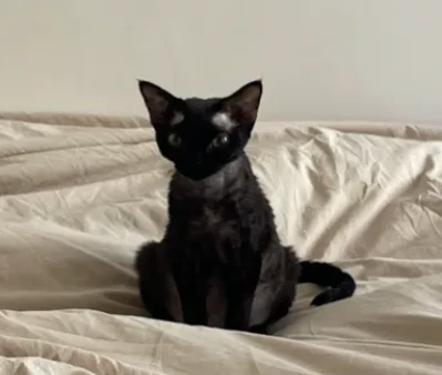 SAYA