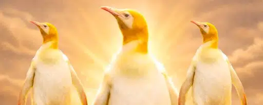 PENGUIN