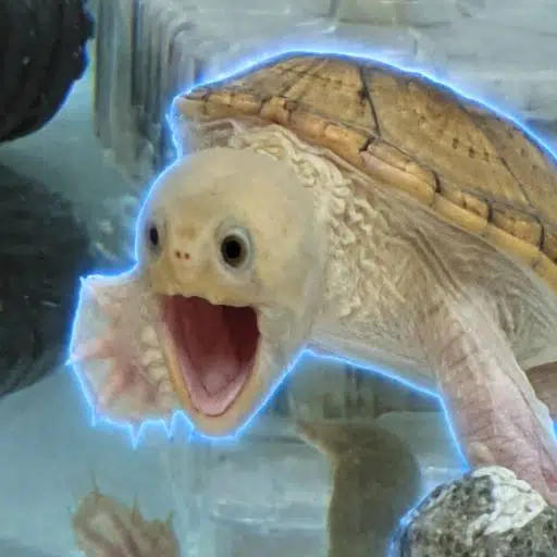 POPTURTLE