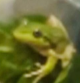 Greg