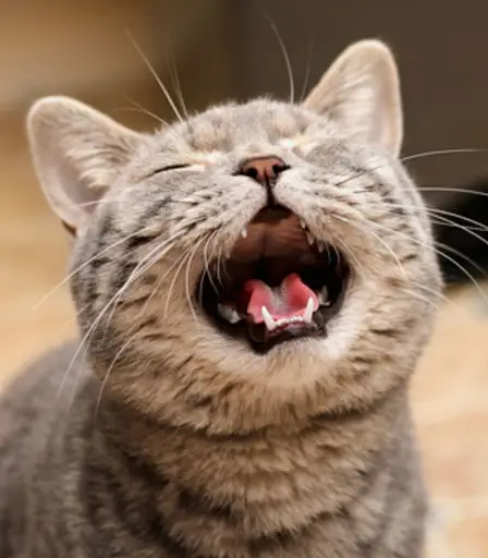 MOJO
