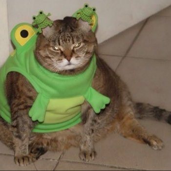frogcat