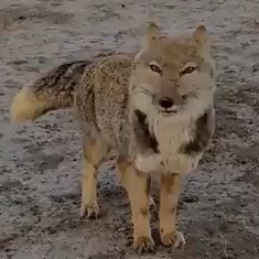 MOGGER
