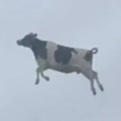 Mooner