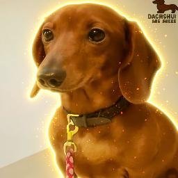 Dachshund