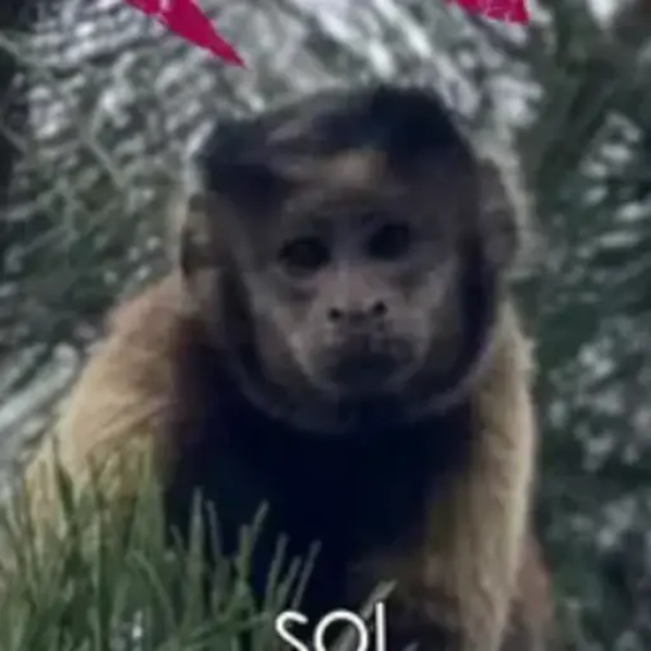 SOL