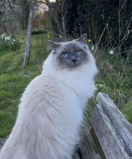 Leonard