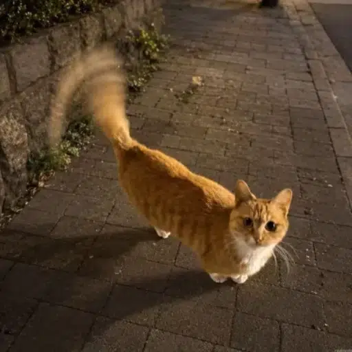 林沐