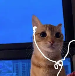 猫在听