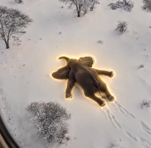 Elephant