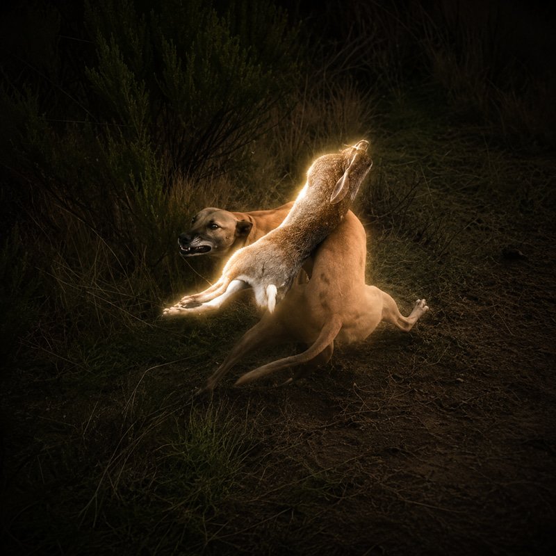 HARE  logo
